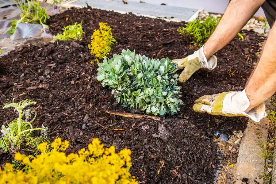 Mulching by JC and Sons Landscaping